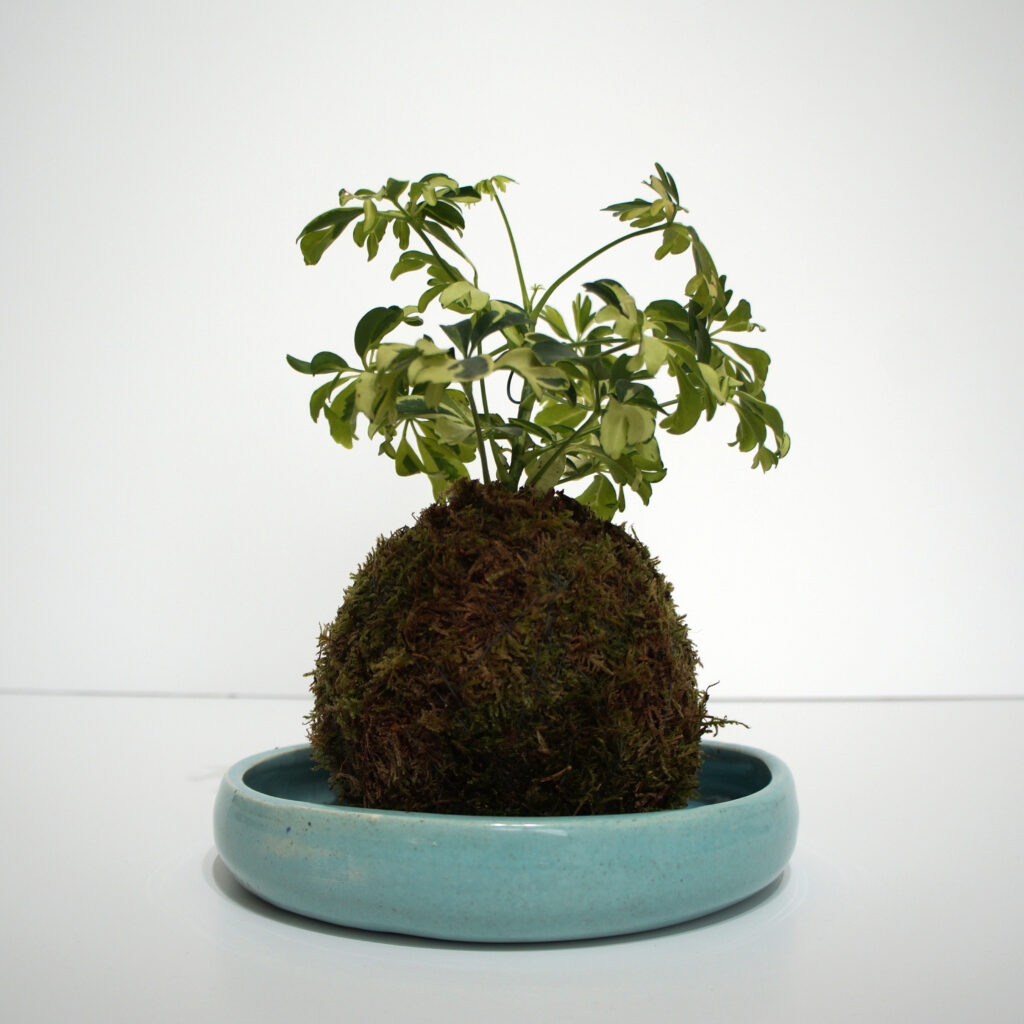 kokedama1